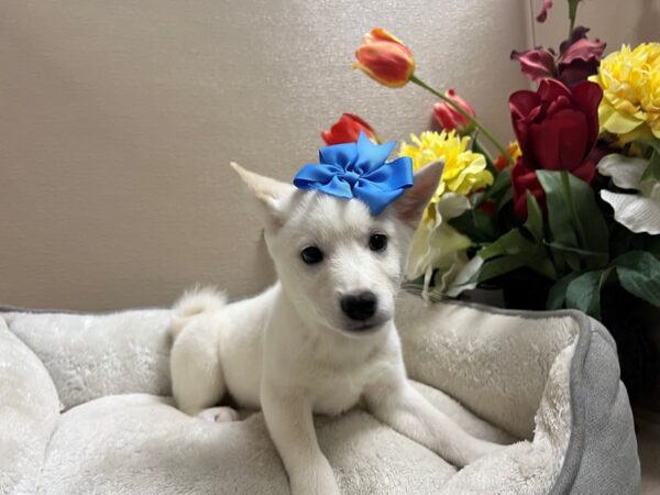 Shiba Inu-DOG-Female-cr-6675-Petland San Antonio, TX