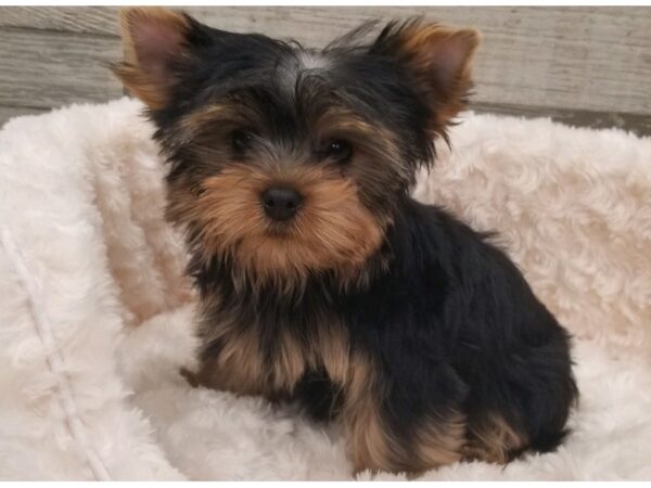 Yorkshire Terrier-DOG-Male-Blue & Gold-9626-Petland San Antonio, TX