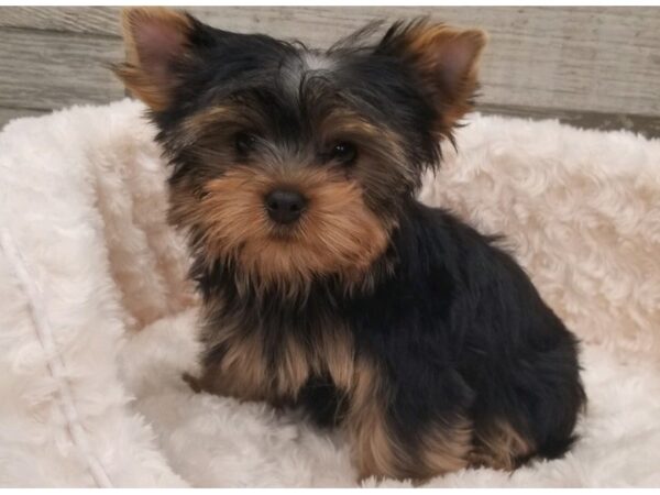 Yorkshire Terrier DOG Male Blue & Gold 9626 Petland San Antonio, TX