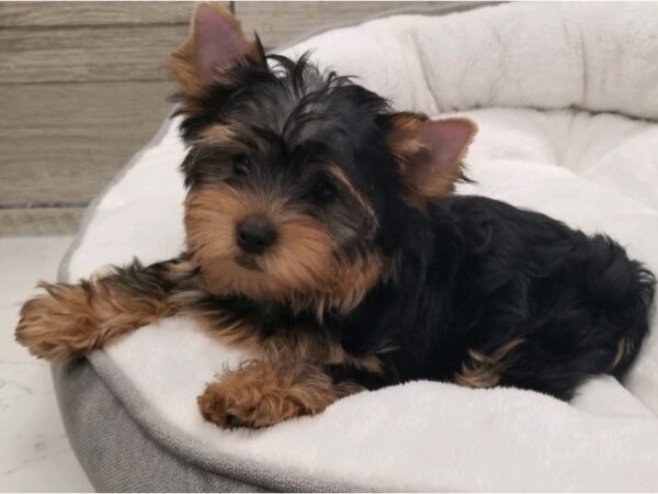 Yorkshire Terrier DOG Male Blue & Gold 9627 Petland San Antonio, TX