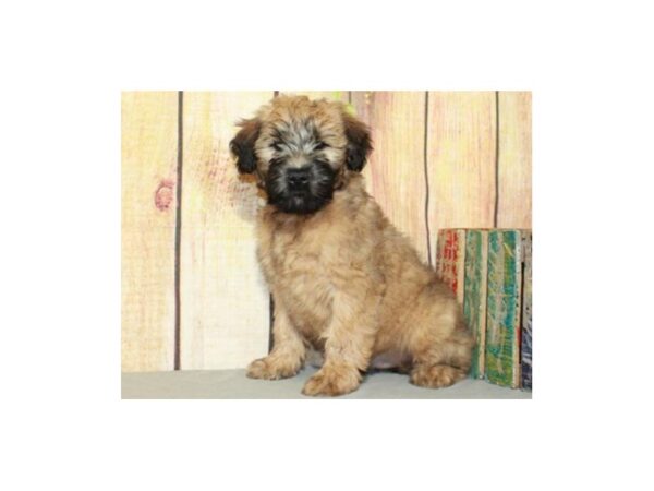 Soft Coated Wheaten Terrier-DOG-Male-Wheaten-9624-Petland San Antonio, TX