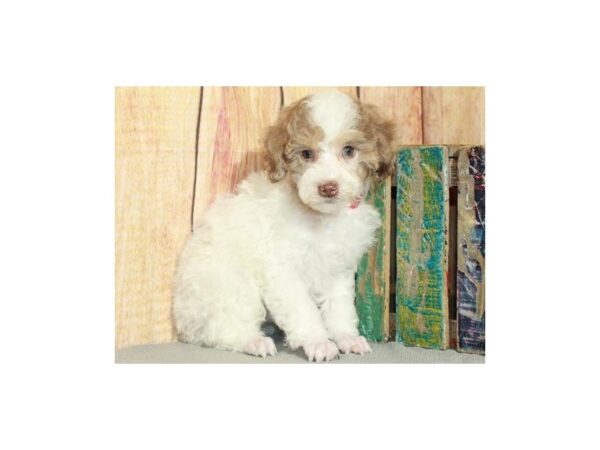 Miniature Poodle DOG Male White & Chocolate Merle 9625 Petland San Antonio, TX