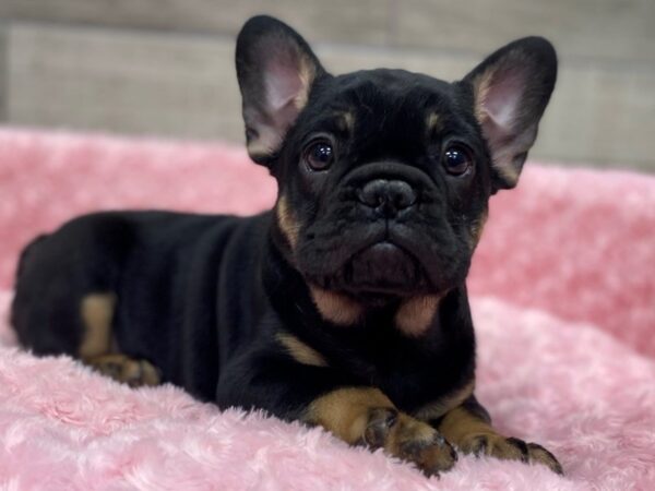 French Bulldog DOG Female Black & Tan 9621 Petland San Antonio, TX