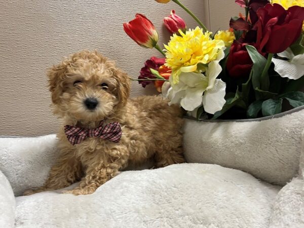 Miniature Poodle DOG Male rd 6681 Petland San Antonio, TX