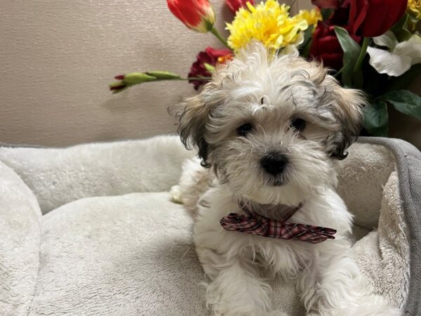 Teddy Bear-DOG-Male-gld & wh-6683-Petland San Antonio, TX