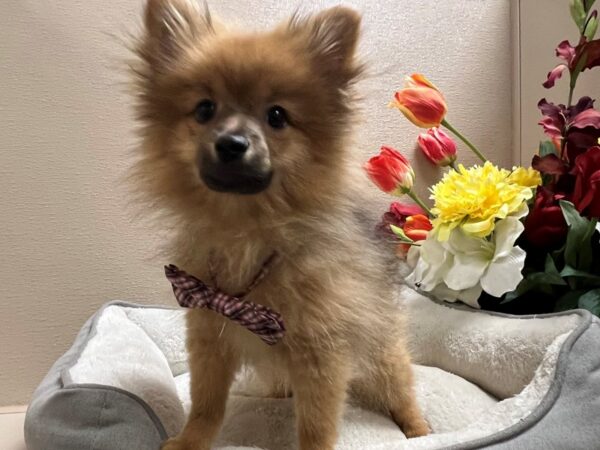 Pomeranian-DOG-Male-sbl blk ovly-6637-Petland San Antonio, TX