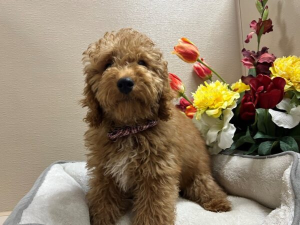 2nd Generation Mini Goldendoodle DOG Male apct 6623 Petland San Antonio, TX