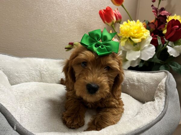 2nd Generation Mini Goldendoodle-DOG-Female-rd-6698-Petland San Antonio, TX