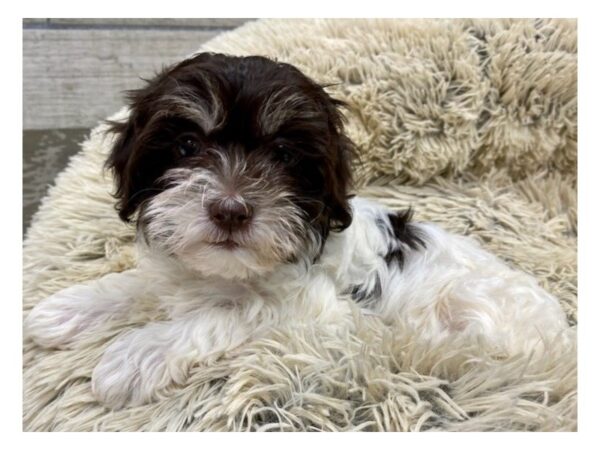Havanese-DOG-Female-Chocolate & White-9629-Petland San Antonio, TX
