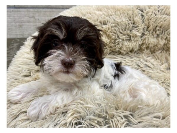 Havanese DOG Female Chocolate & White 9629 Petland San Antonio, TX