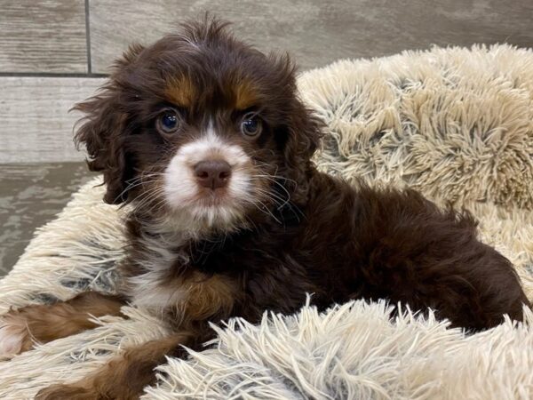 Cockapoo DOG Male Chocolate & Tan 9630 Petland San Antonio, TX