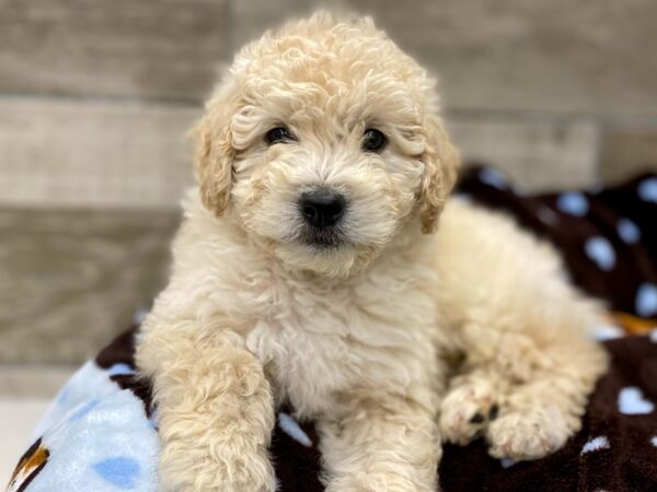 Miniature Goldendoodle DOG Male Cream 9632 Petland San Antonio, TX