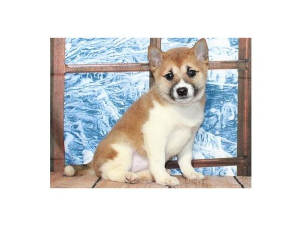 Shiba Inu DOG Female Red Sesame & White 9634 Petland San Antonio, TX