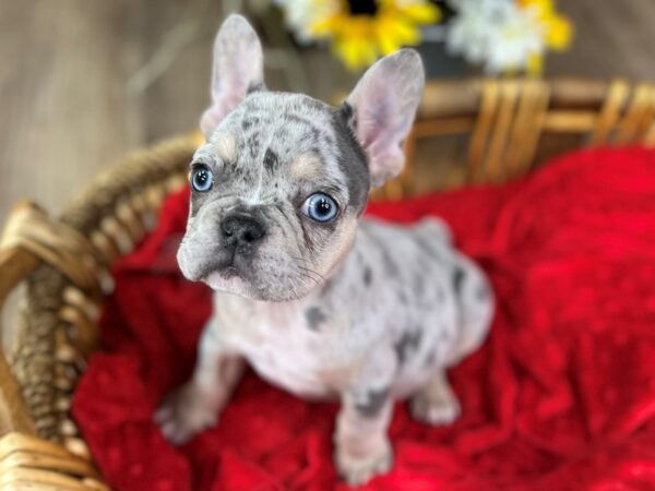 French Bulldog-DOG-Male-Blue Merle-6712-Petland San Antonio, TX