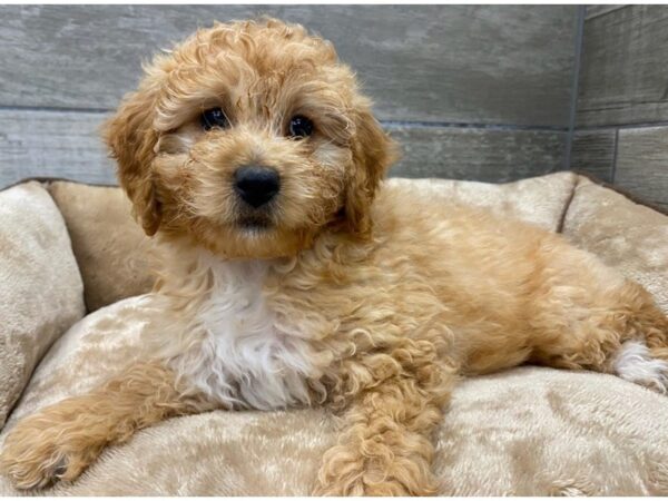 Miniature Goldendoodle DOG Female Apricot 9633 Petland San Antonio, TX