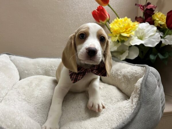 Beagle DOG Male lmn 6703 Petland San Antonio, TX