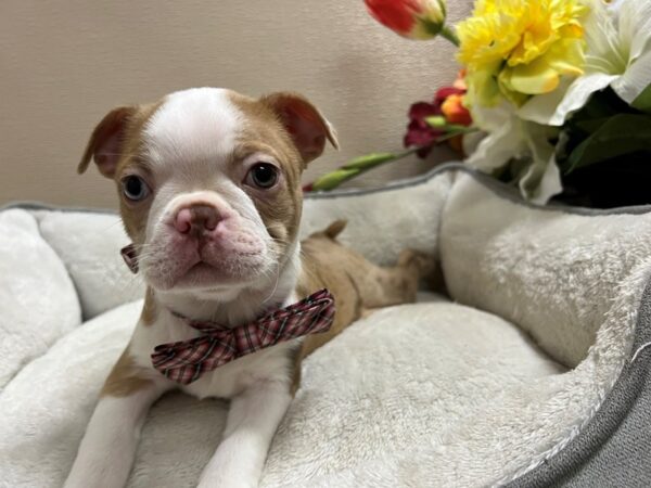 Boston Terrier DOG Male rd mrl 6704 Petland San Antonio, TX