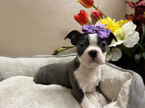 Boston Terrier DOG Female bl 6705 Petland San Antonio, TX