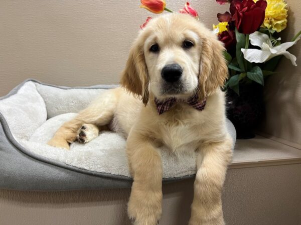 Golden Retriever DOG Male gldn 6708 Petland San Antonio, TX