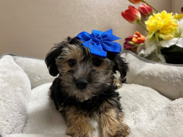 Yorkiepoo-DOG-Female-blk & tn-6711-Petland San Antonio, TX