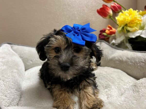 Yorkiepoo DOG Female blk & tn 6711 Petland San Antonio, TX