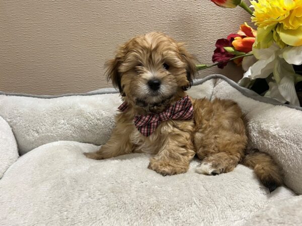 Lachon-DOG-Male-gldn-6710-Petland San Antonio, TX