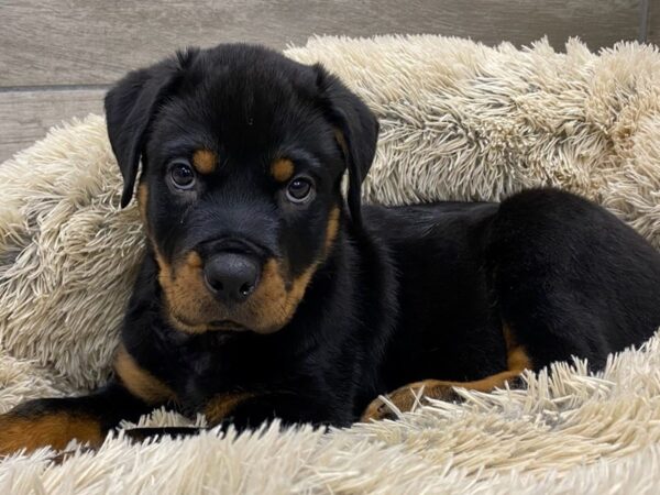 Rottweiler DOG Male Black & Tan 9635 Petland San Antonio, TX