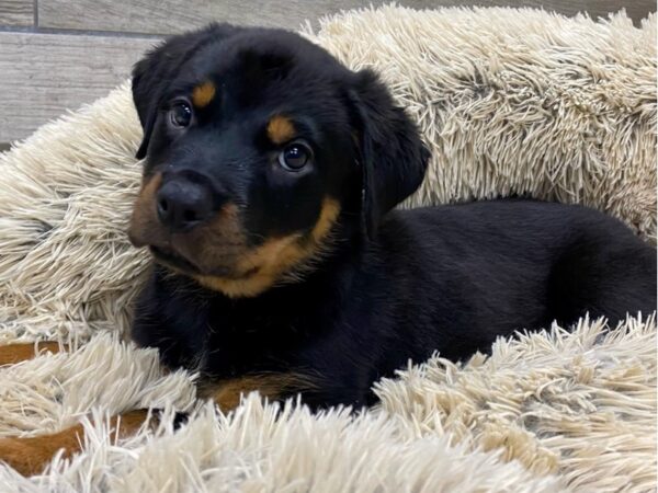 Rottweiler-DOG-Female-Black & Tan-9636-Petland San Antonio, TX