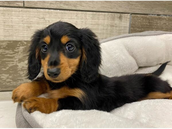 Dachshund DOG Female Black & Tan 9637 Petland San Antonio, TX