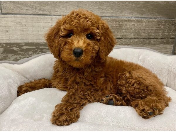 Miniature Goldendoodle-DOG-Male-Red-9638-Petland San Antonio, TX