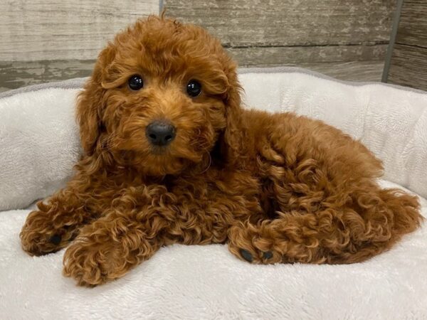 Miniature Goldendoodle DOG Female Red 9639 Petland San Antonio, TX