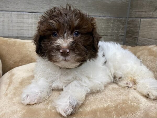 Havanese DOG Male Chocolate & White 9641 Petland San Antonio, TX