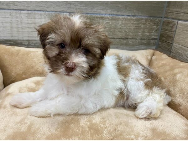 Havanese-DOG-Female-Chocolate Sable & White-9642-Petland San Antonio, TX