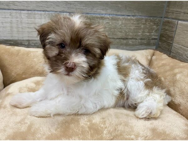 Havanese DOG Female Chocolate Sable & White 9642 Petland San Antonio, TX