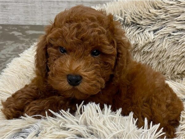 Toy Poodle-DOG-Male-Red-9643-Petland San Antonio, TX