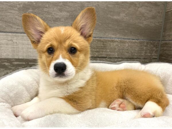 Pembroke Welsh Corgi DOG Female Red & White 9644 Petland San Antonio, TX