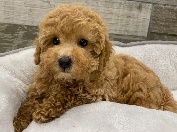 Miniature Poodle-DOG-Female-Apricot-9640-Petland San Antonio, TX