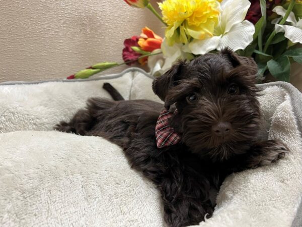 Min Schnauzer DOG Male lvr 6715 Petland San Antonio, TX