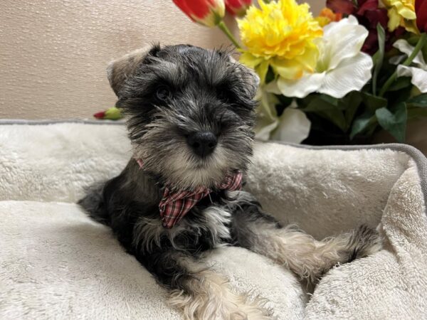 Min Schnauzer DOG Male slt & ppr 6716 Petland San Antonio, TX