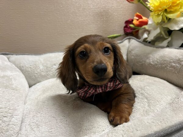 Miniature Dachshund-DOG-Male-rd sbl-6719-Petland San Antonio, TX