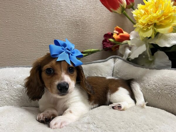 Miniature Dachshund-DOG-Female-rd & wh pbld-6720-Petland San Antonio, TX