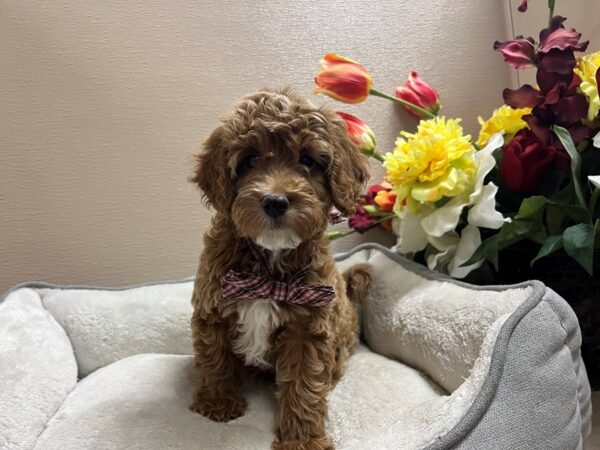 Mini Goldendoodle DOG Male rd wh mkgs 6721 Petland San Antonio, TX