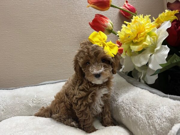 Mini Goldendoodle DOG Female rd wh mkgs 6722 Petland San Antonio, TX