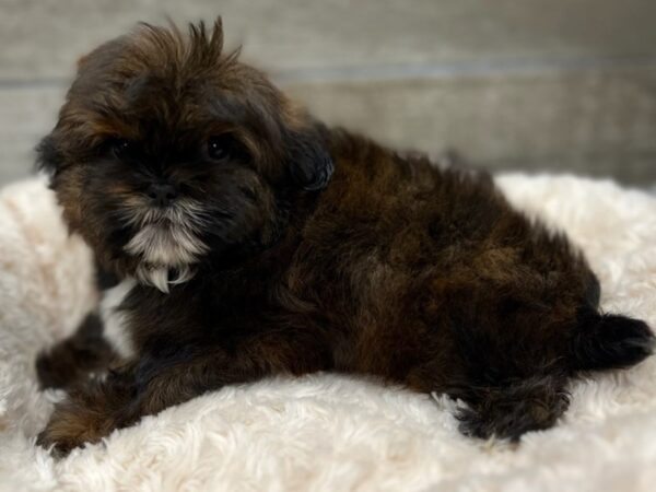 Shih Tzu Dog Male Red Brindle 9646 Petland San Antonio, TX