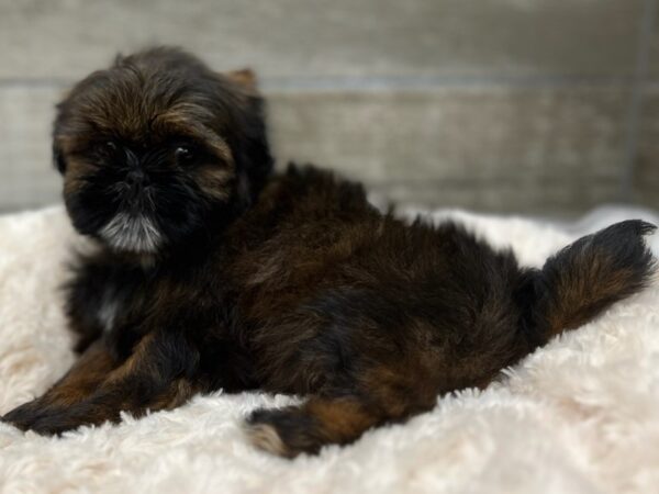 Shih Tzu-DOG-Female-Red Brindle-9647-Petland San Antonio, TX
