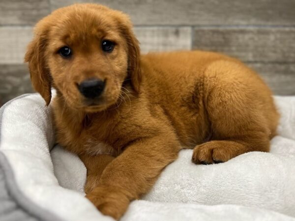 Golden Retriever-DOG-Male-Golden-9648-Petland San Antonio, TX