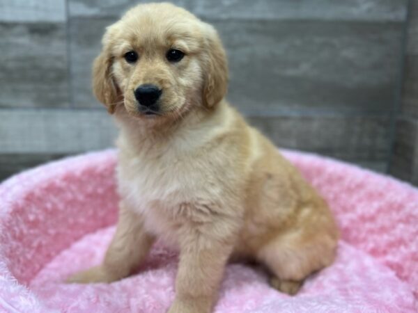 Golden Retriever-DOG-Female-Light Golden-9649-Petland San Antonio, TX