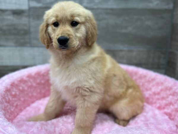 Golden Retriever DOG Female Light Golden 9649 Petland San Antonio, TX