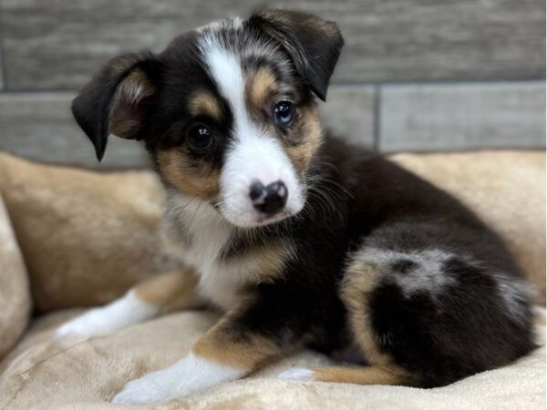Miniature Australian Shepherd-DOG-Male-Chocolate Merle-9650-Petland San Antonio, TX