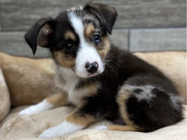 Miniature Australian Shepherd DOG Male Chocolate Merle 9650 Petland San Antonio, TX